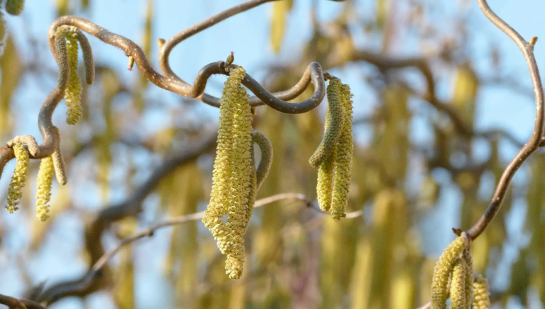 CBD na katar sienny – czy pomaga na alergię na pyłki?