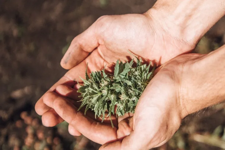 Liście konopii trzymane w rękach